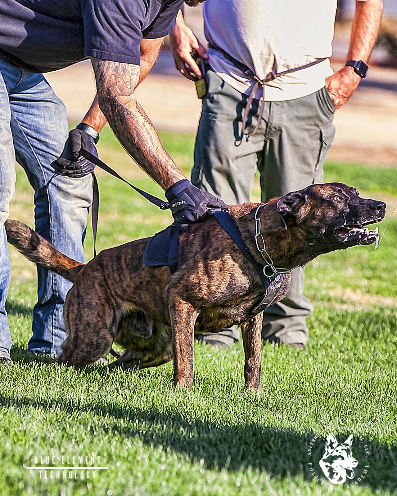 Police Service Dog Training