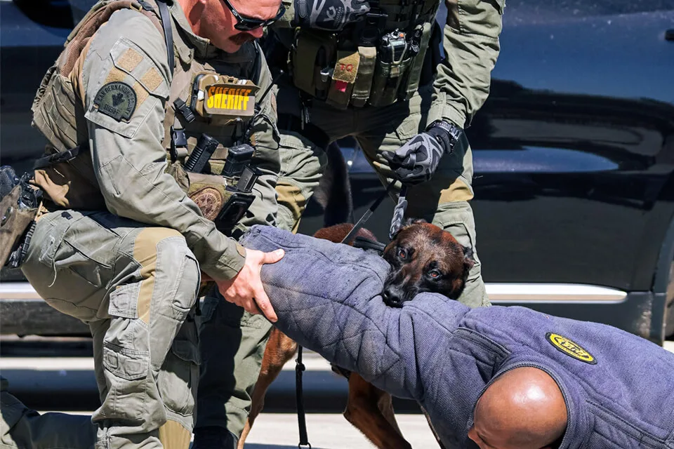 k-9 courses