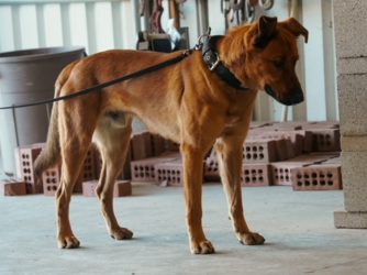 Addlerhorst-Dog-640x480-5